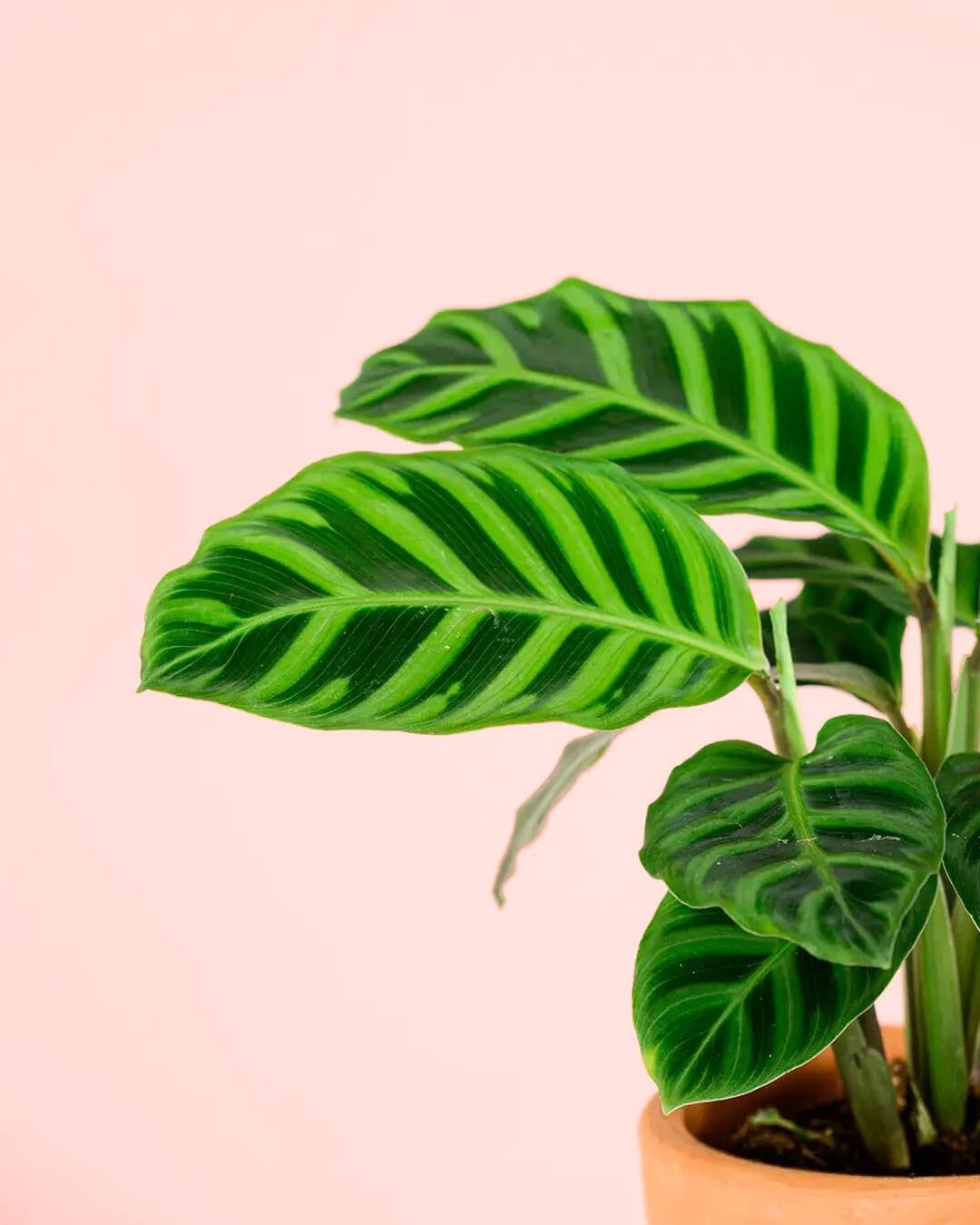 calathea zebrina hoja