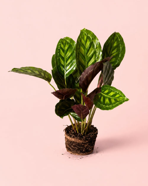 calathea flamestar