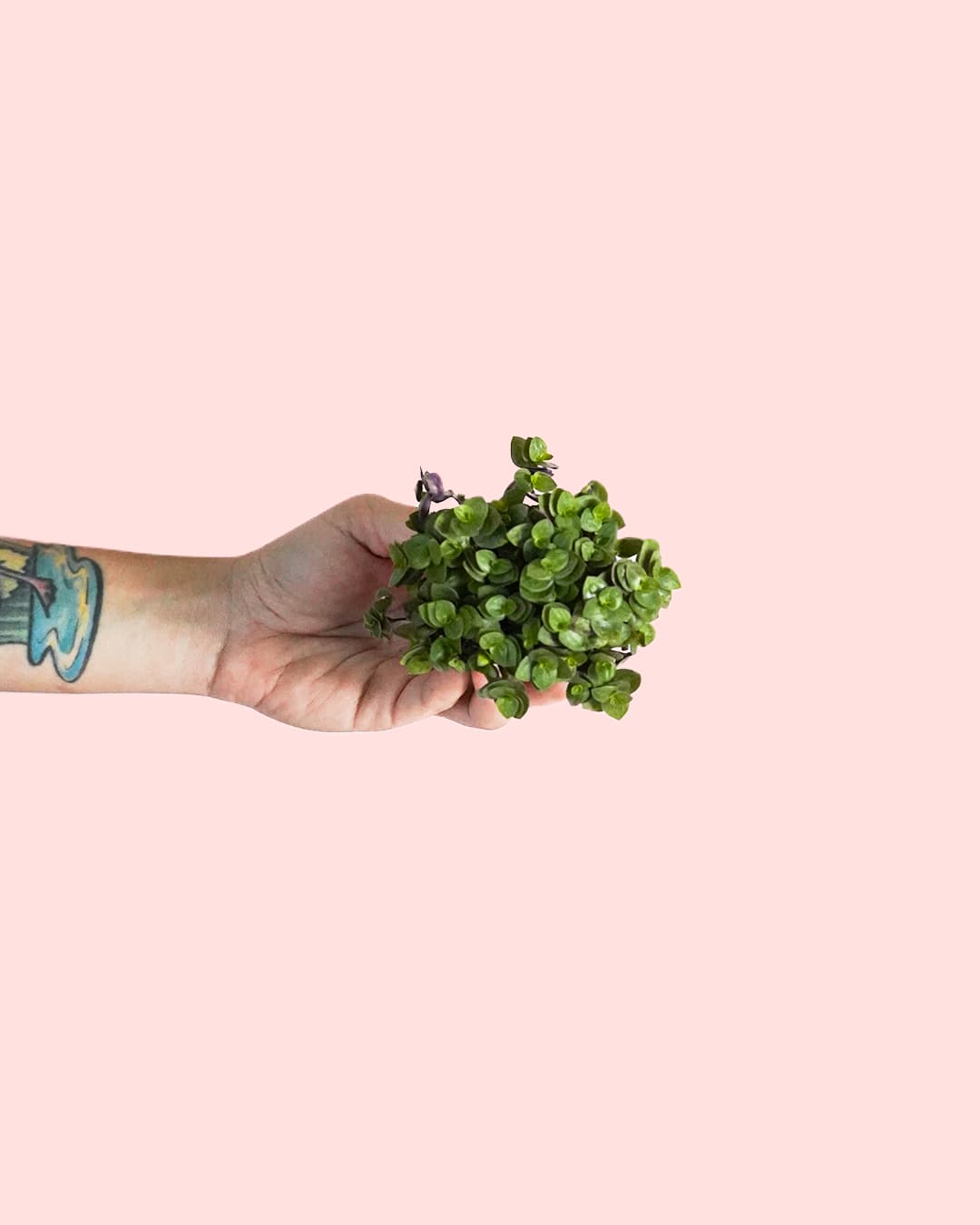 Callisia Turtle Mini - Pur Plant