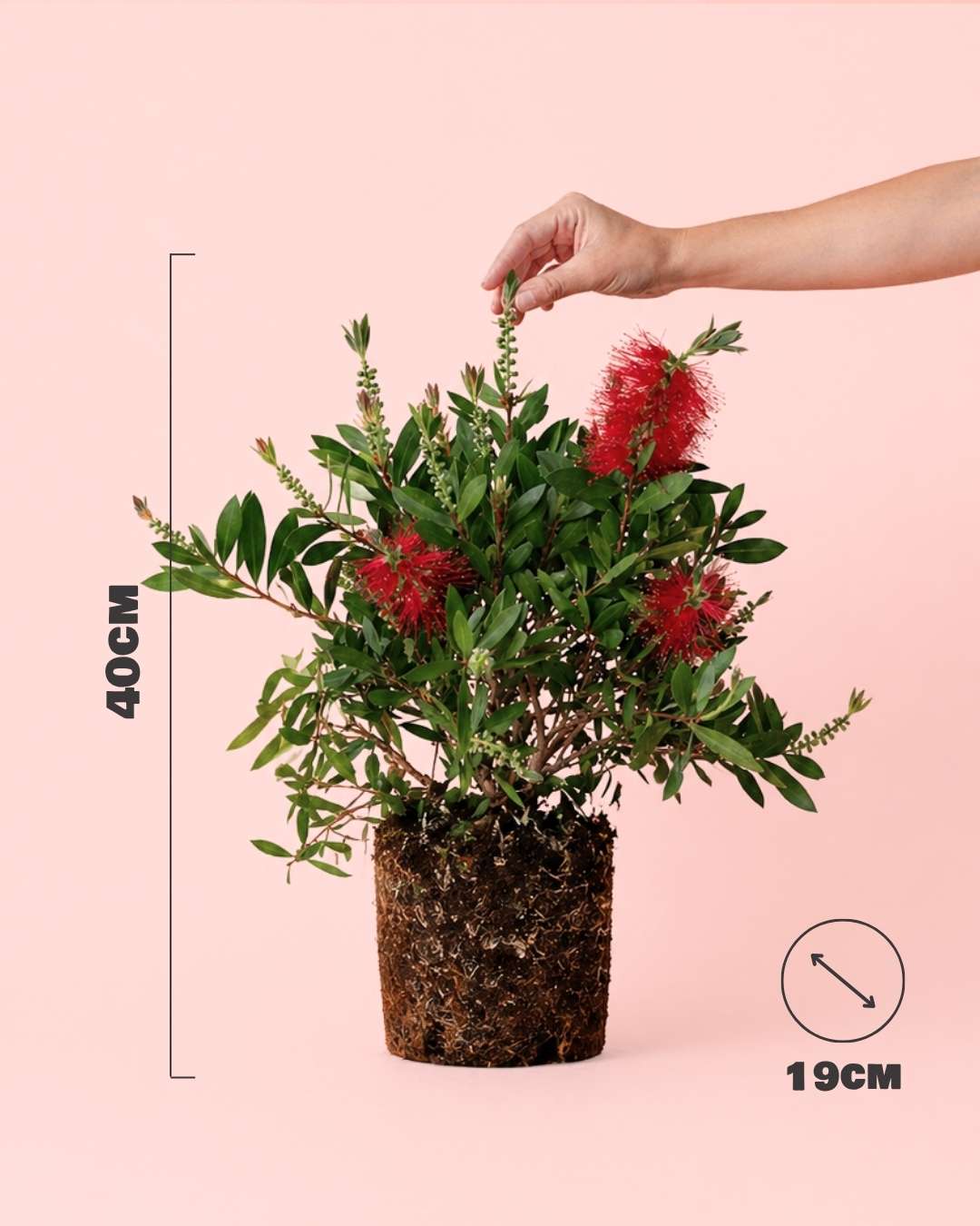 Callistemon Citrinus L - Pur Plant