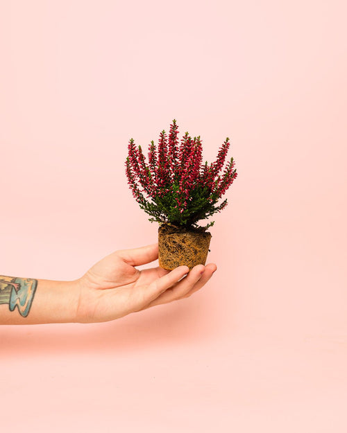 Calluna Brezo Roja Mini - Pur Plant