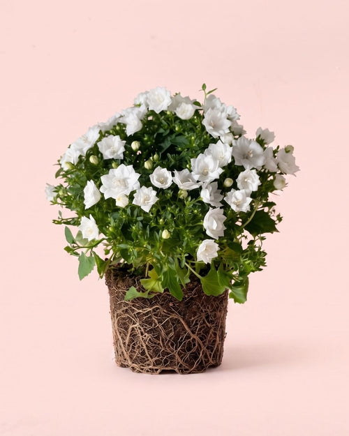 Campanula Dublin Blanca M - Pur Plant