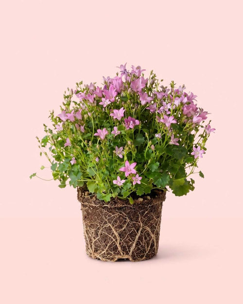 Campanula Porto Pink M - Pur Plant