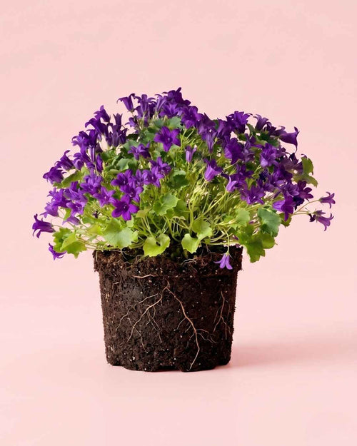Campanula Porto Violeta M - Pur Plant