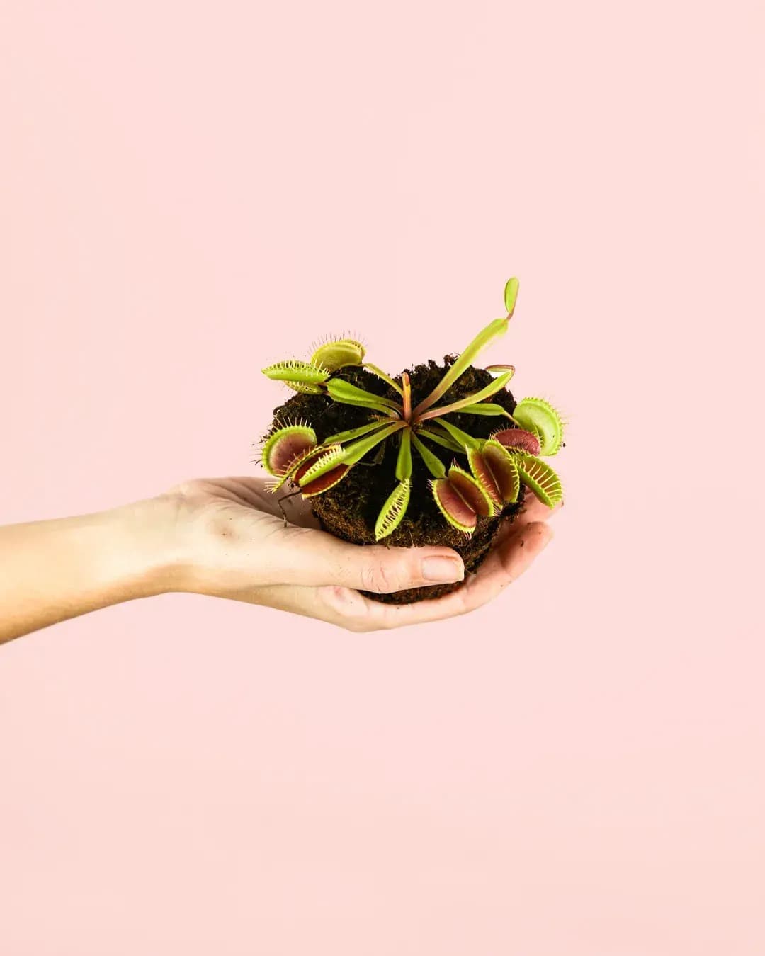 Carnívora Dionaea Mini - Pur Plant