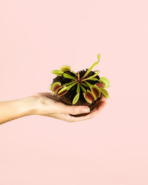 Carnívora Dionaea Mini - Pur Plant
