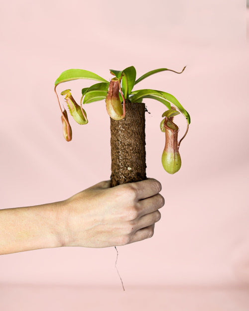 Carnívora Nepenthes Mini - Pur Plant