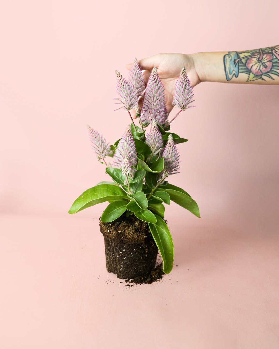 Celosia Mix M - Pur Plant