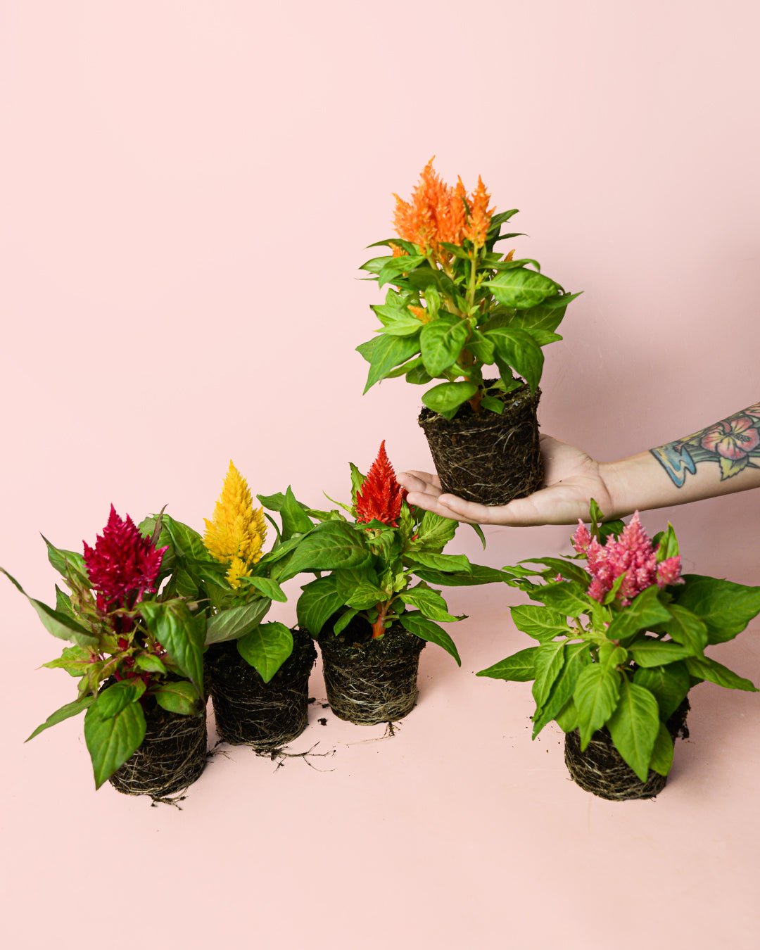 Celosia Mix M - Pur Plant
