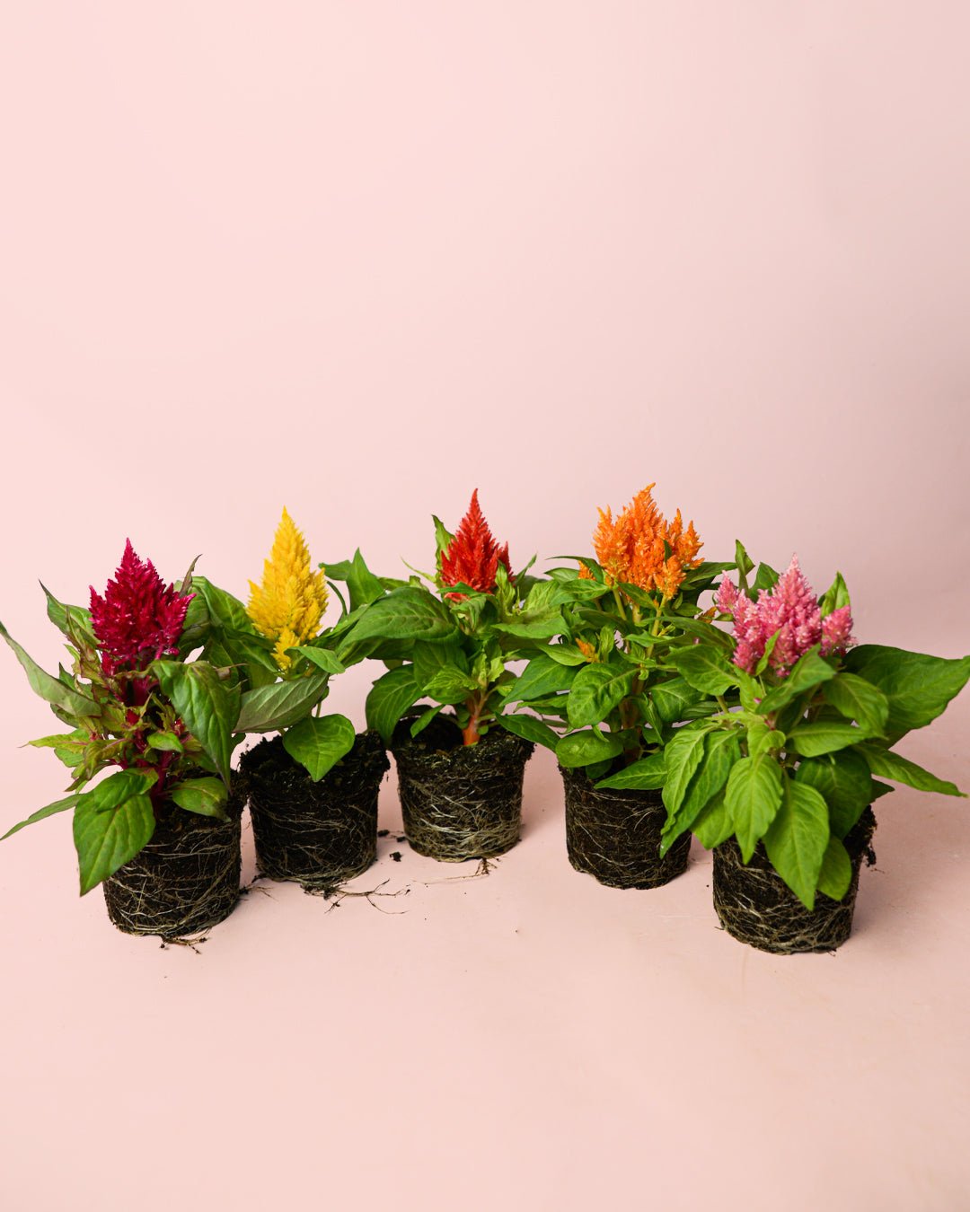 Celosia Mix M - Pur Plant