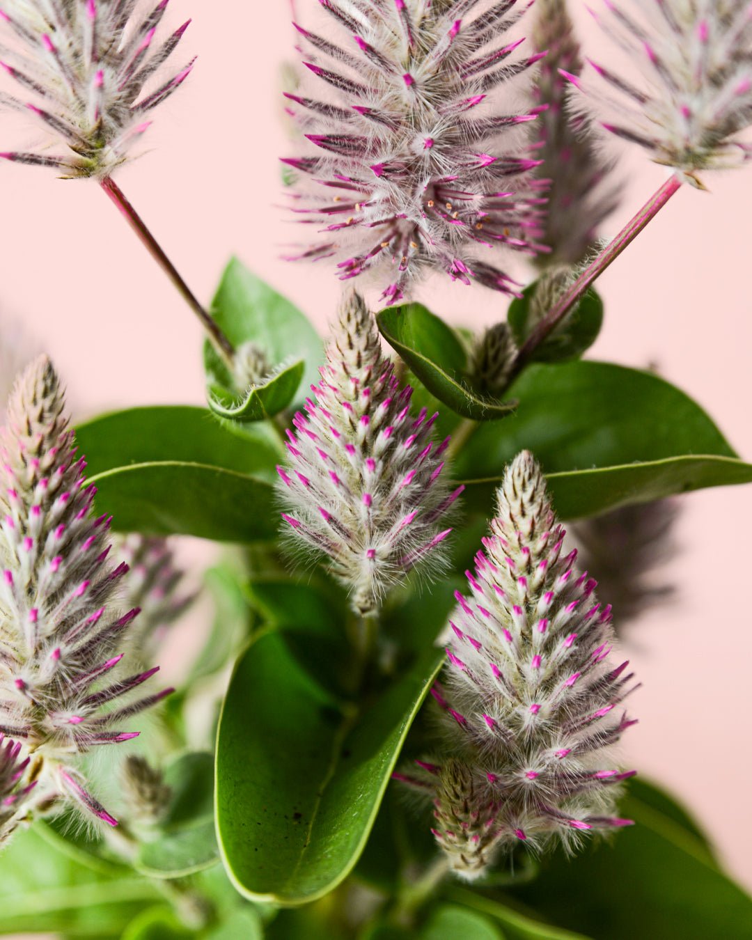 Celosia Mix M - Pur Plant