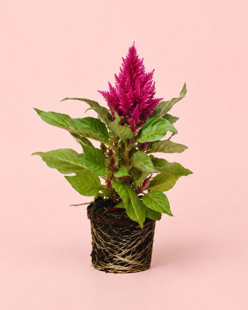 celosia mix m