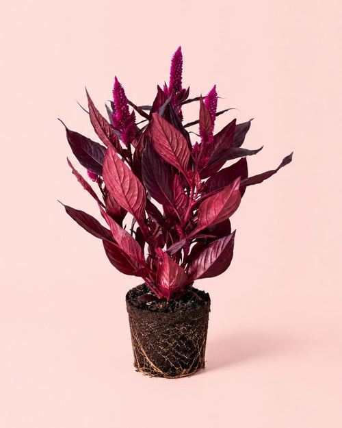 celosia morada
