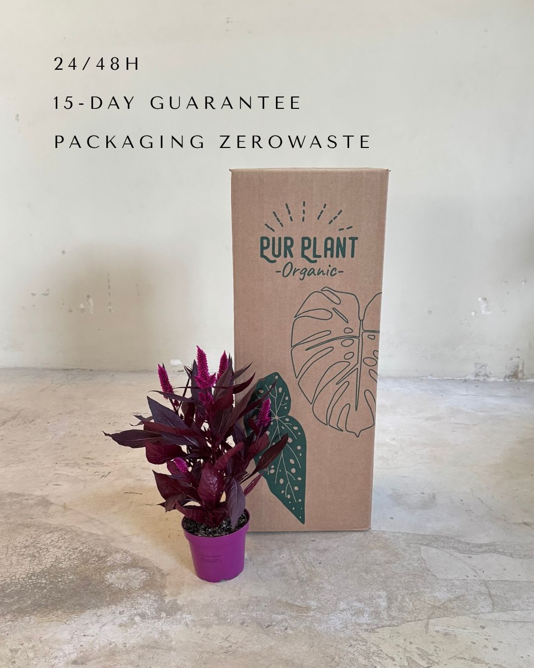 celosia morada packaging