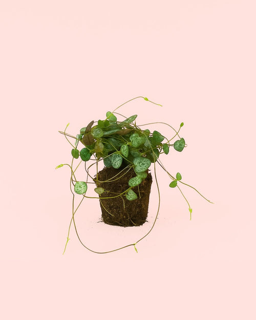 Ceropegia Woodii M - Pur Plant