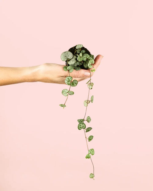 Ceropegia Woodii Mini - Pur Plant