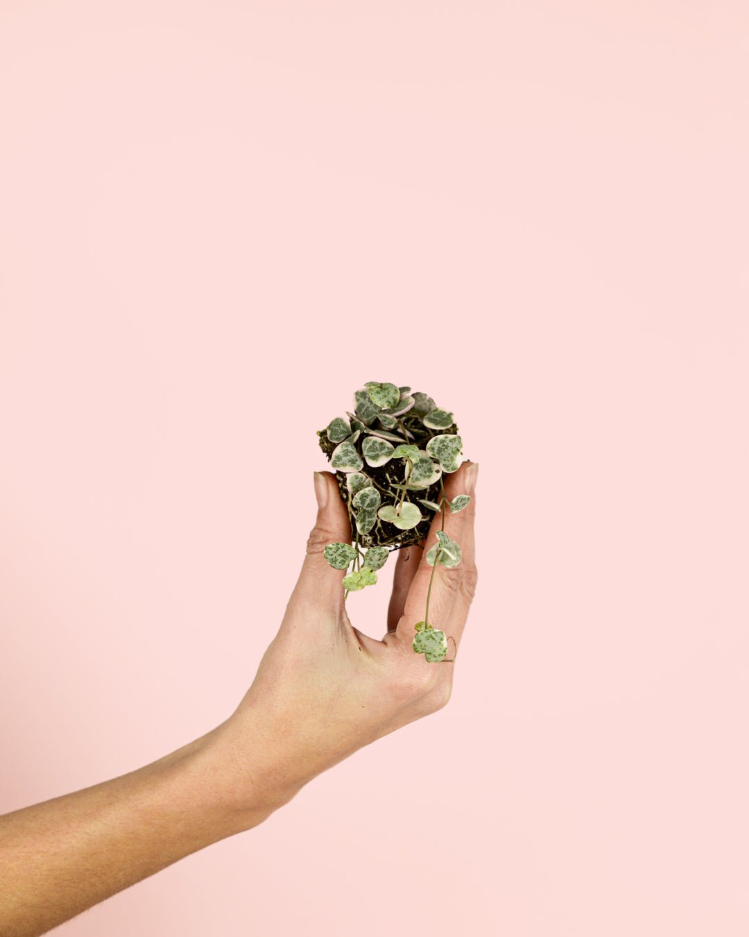 Ceropegia Woodii Variegada Mini - Pur Plant
