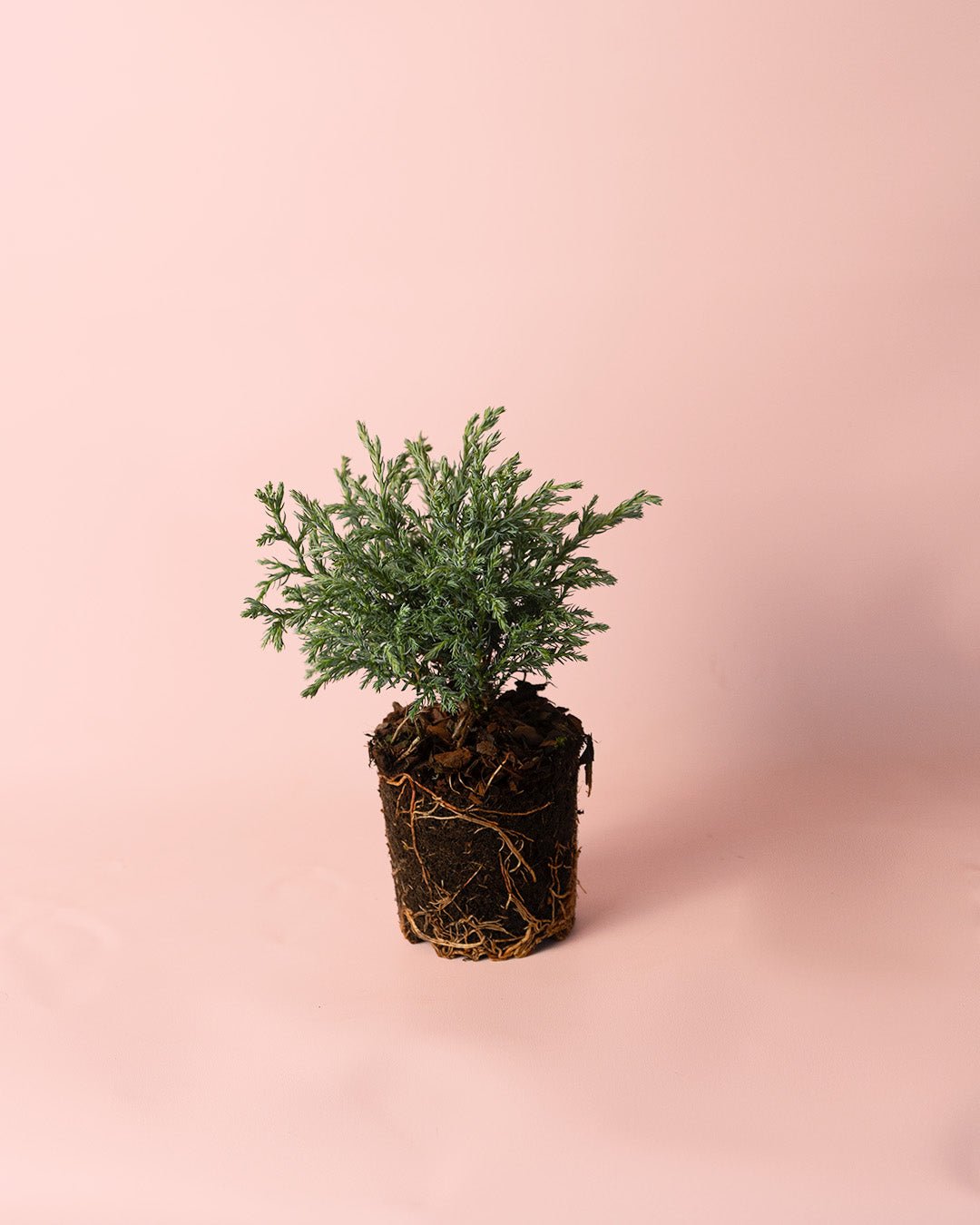 Chamaecyparis Baby Blue M - Pur Plant