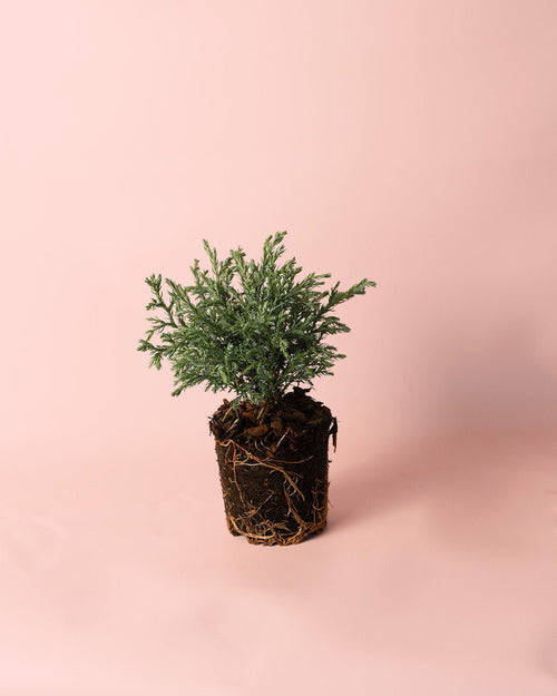 Chamaecyparis Baby Blue M - Pur Plant