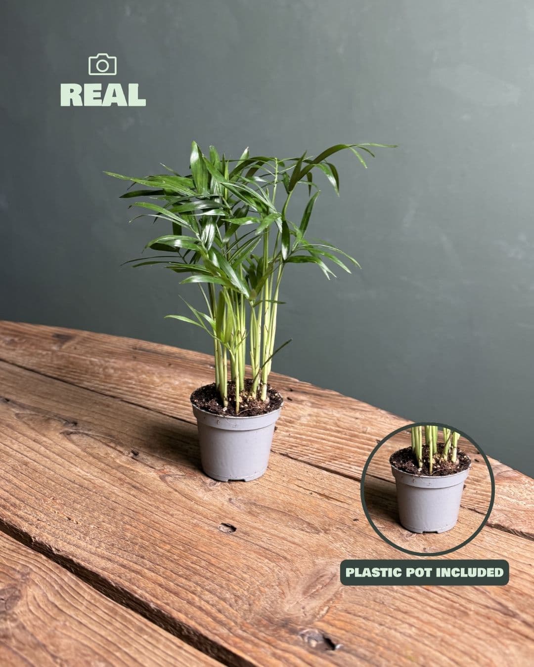 chamaedorea elegans mini real