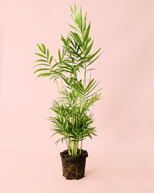 Chamaedorea Elegans – Palmera de Salón L - Pur Plant
