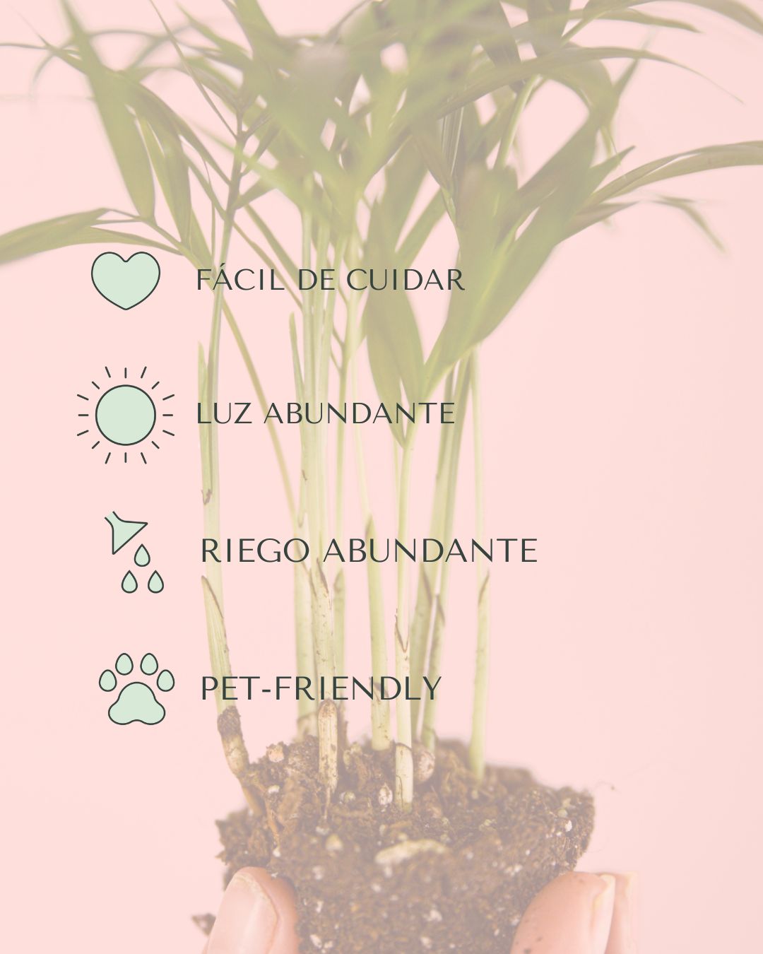 Chamaedorea Elegans – Palmera de Salón Mini - Pur Plant