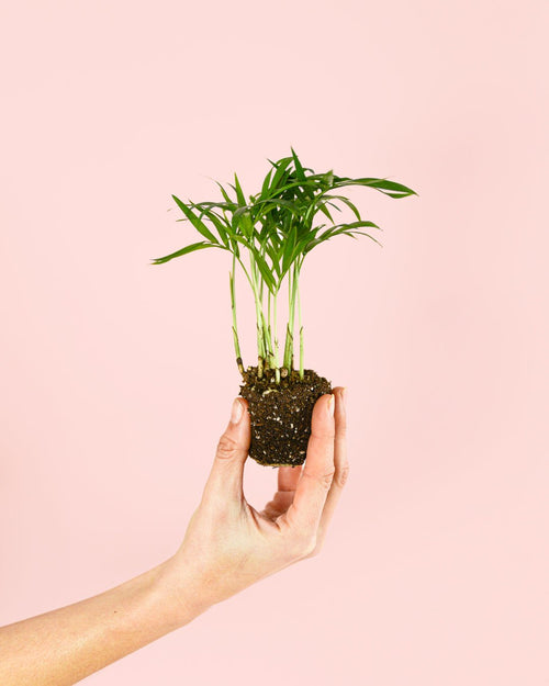 Chamaedorea Elegans – Palmera de Salón Mini - Pur Plant