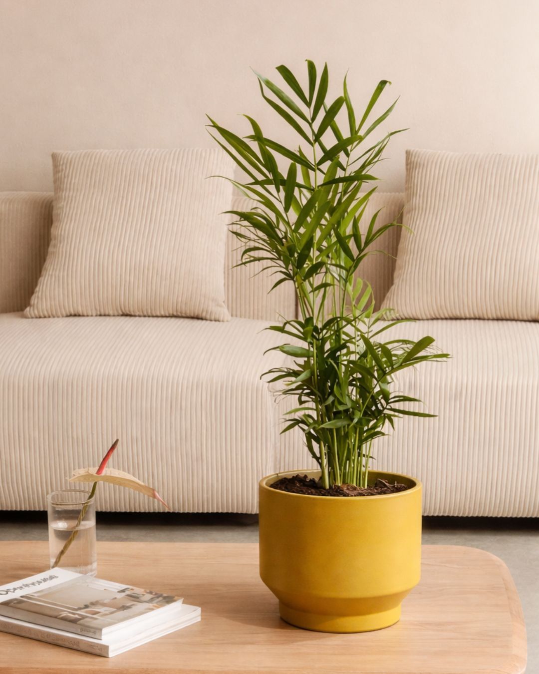 chamaedorea elegans planta maceta mostaza