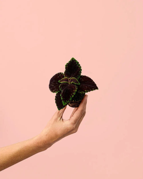 Coleo Wizard Dark Mini - Pur Plant