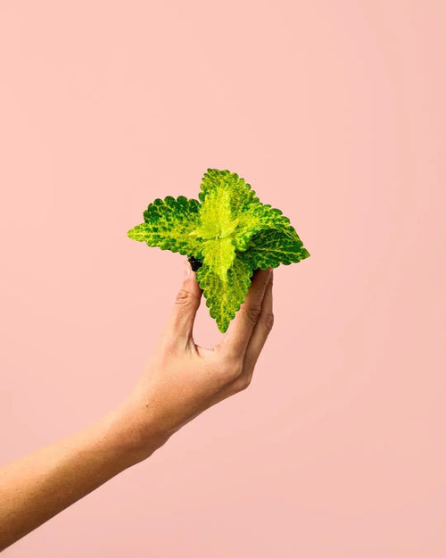 Cóleo Wizard Lime Mini - Pur Plant