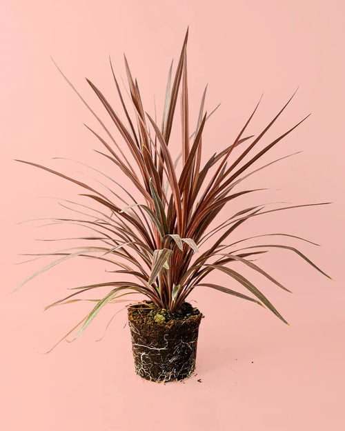 Cordyline L - Pur Plant
