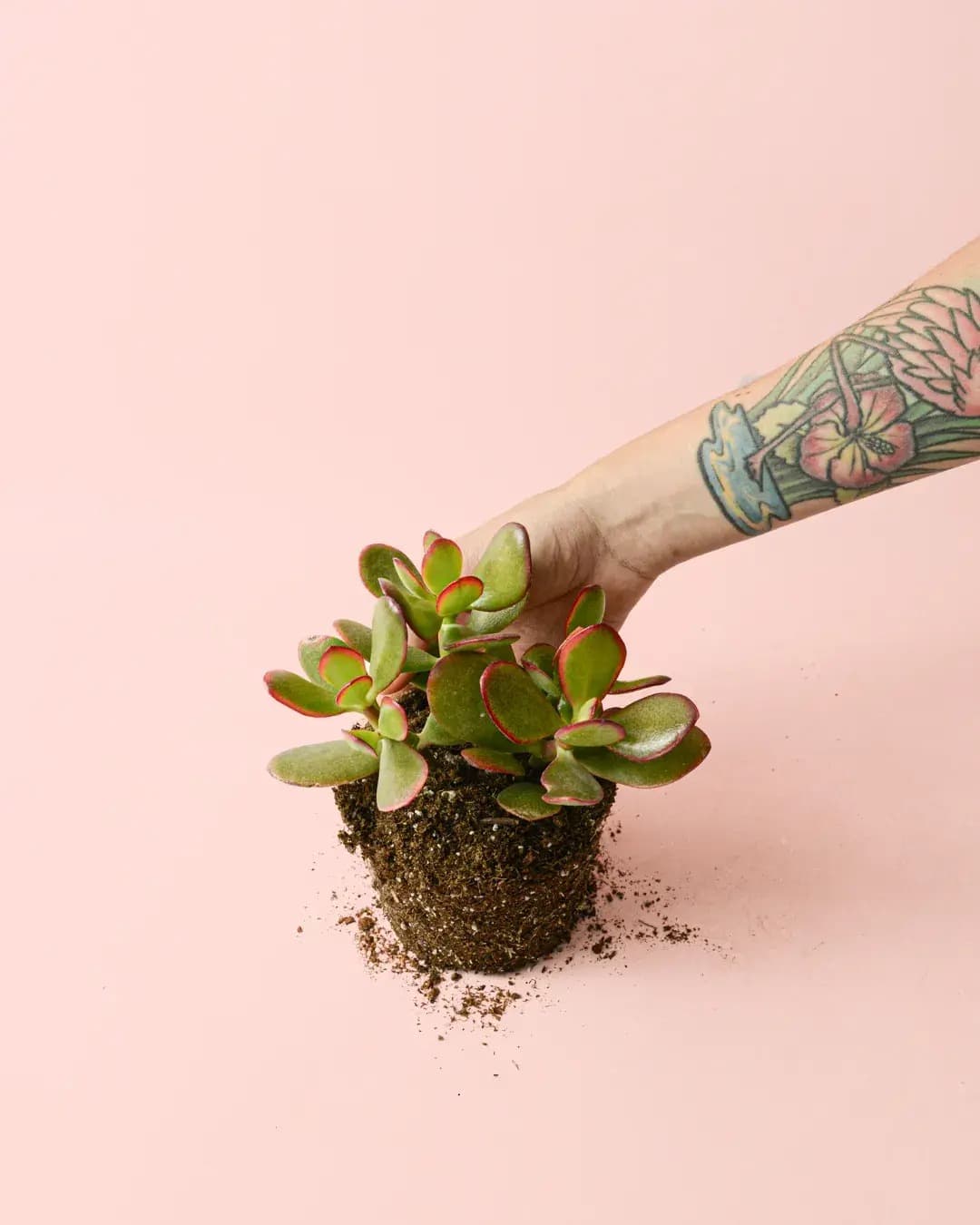 Crassula Ovata – Árbol de Jade M - Pur Plant
