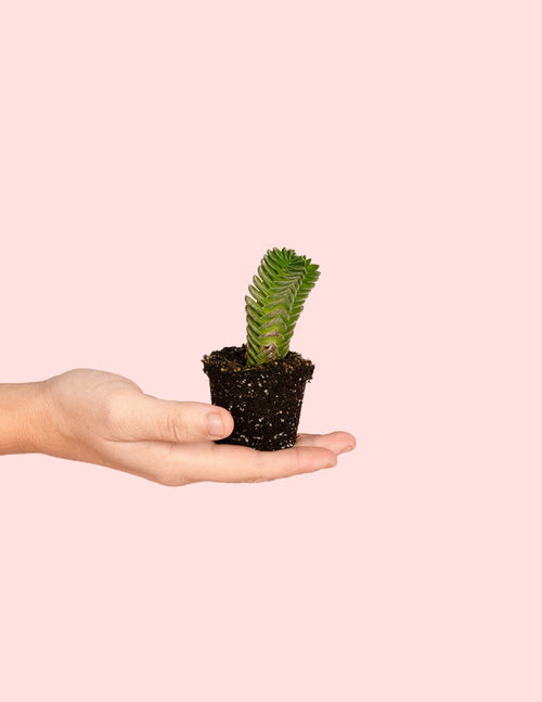 Crassula Templo de Buda Mini - Pur Plant