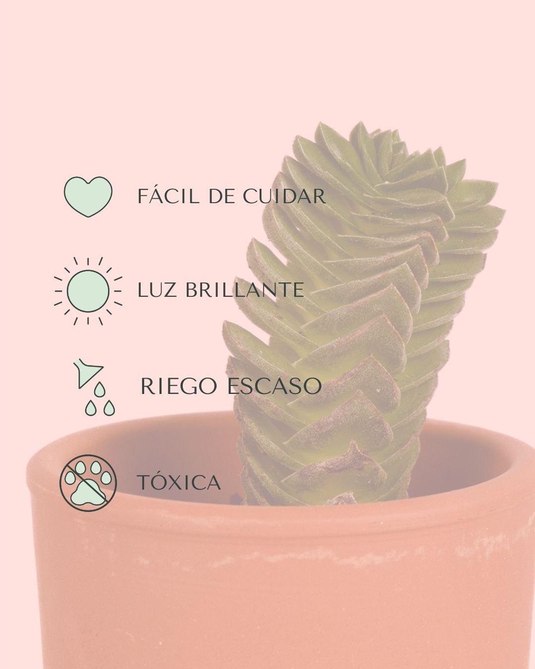 Crassula Templo de Buda Mini - Pur Plant