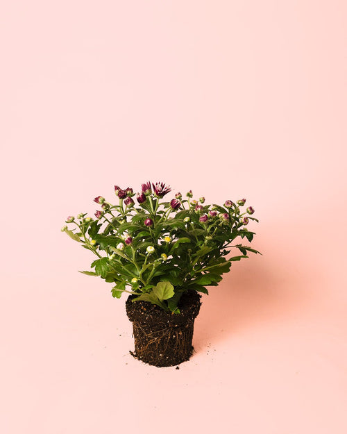 Crisantemo Morado M - Pur Plant