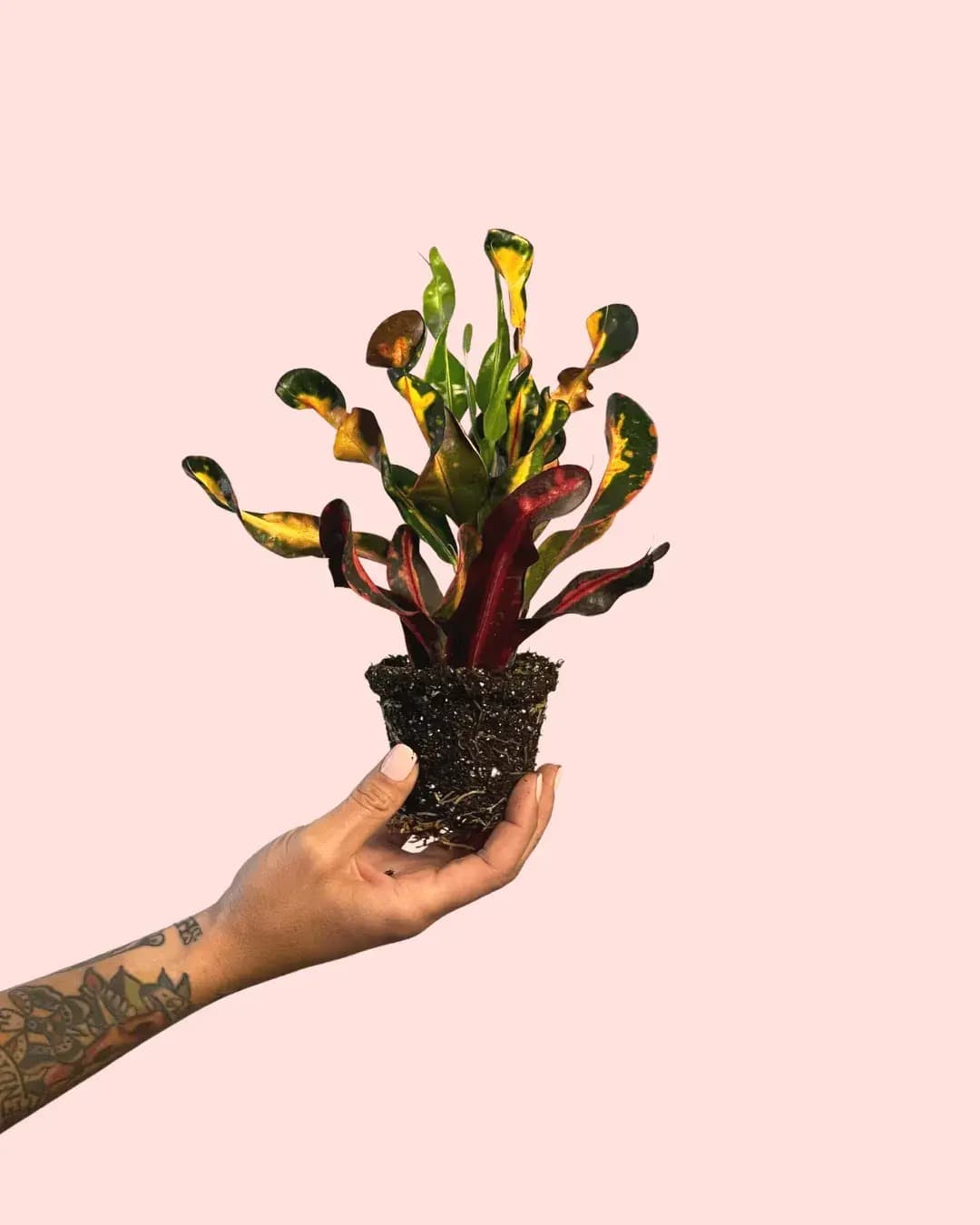 Croton Banana Mini - Pur Plant