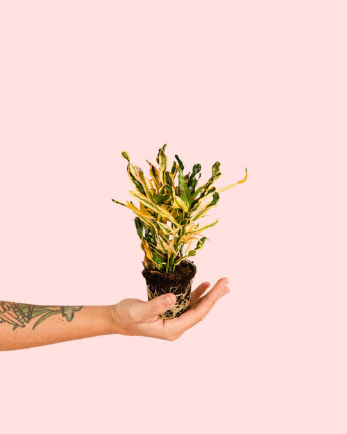 Croton Fideo Mini - Pur Plant