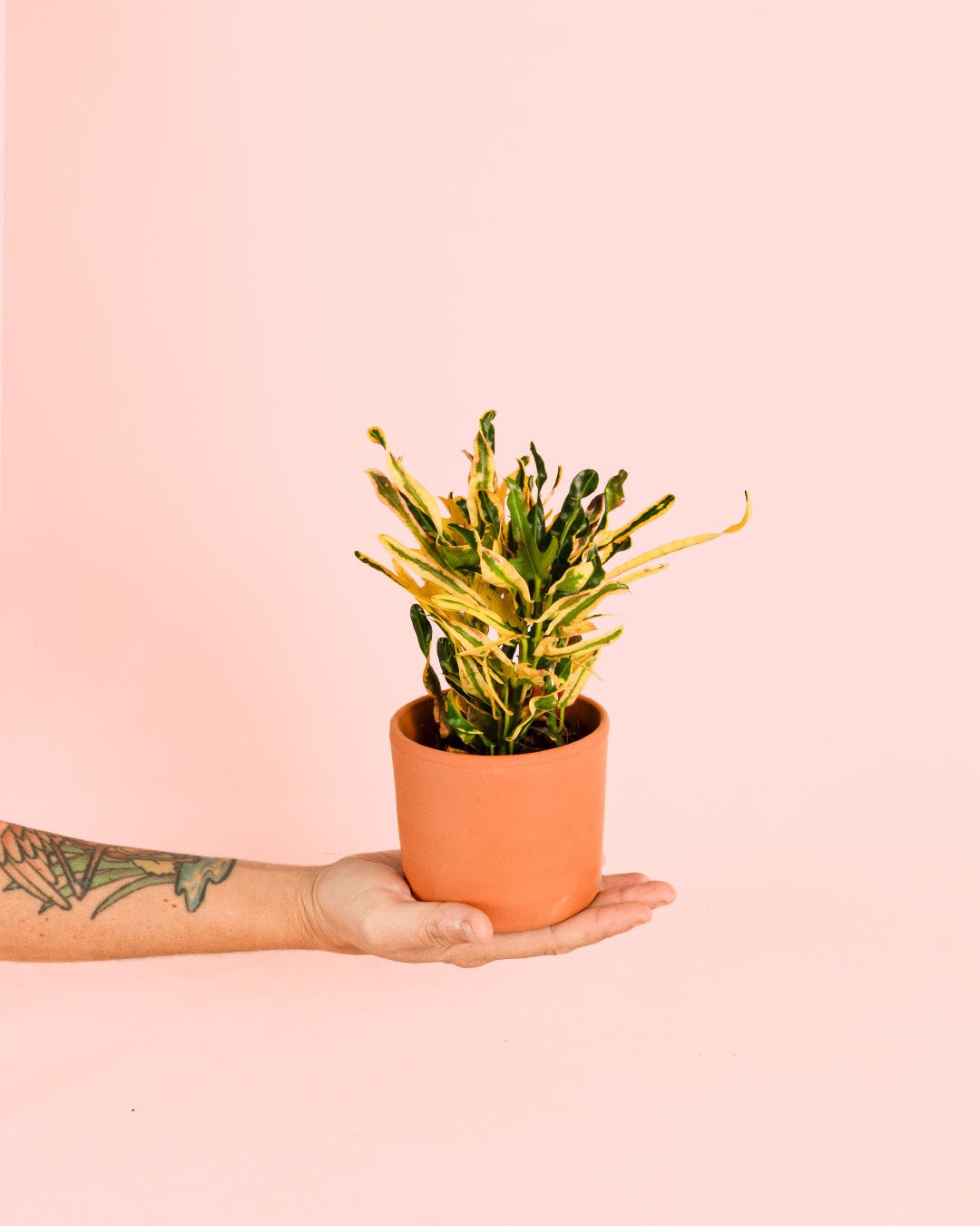 Croton Fideo Mini - Pur Plant