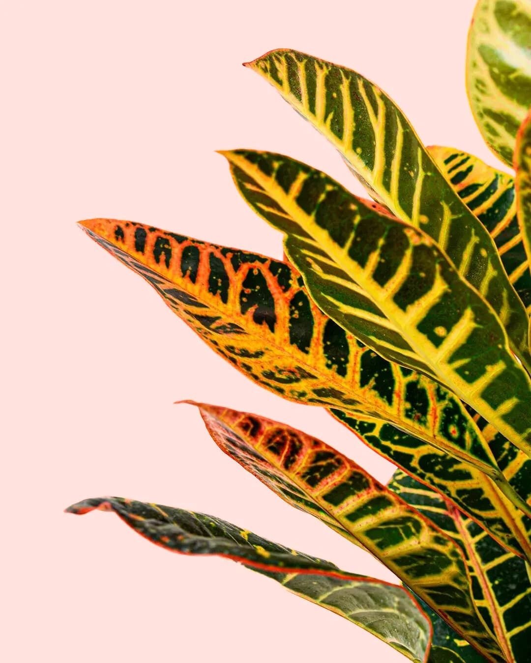 Croton Petra M - Pur Plant