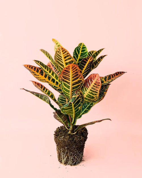 Croton Petra M - Pur Plant