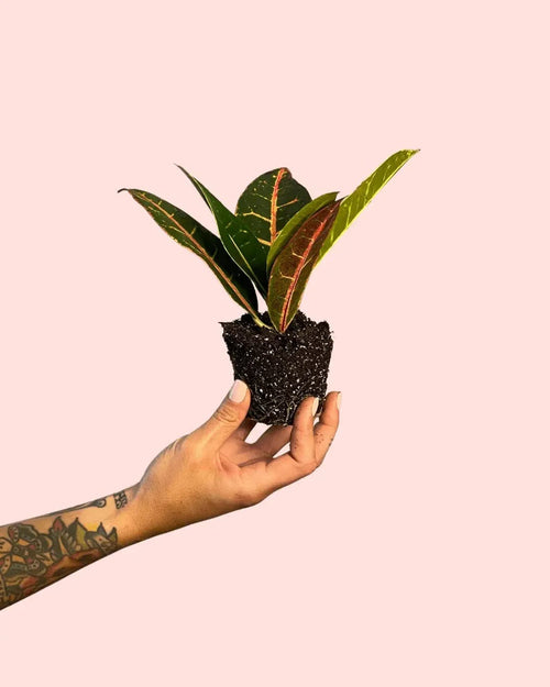 Croton Petra Rounded Mini - Pur Plant