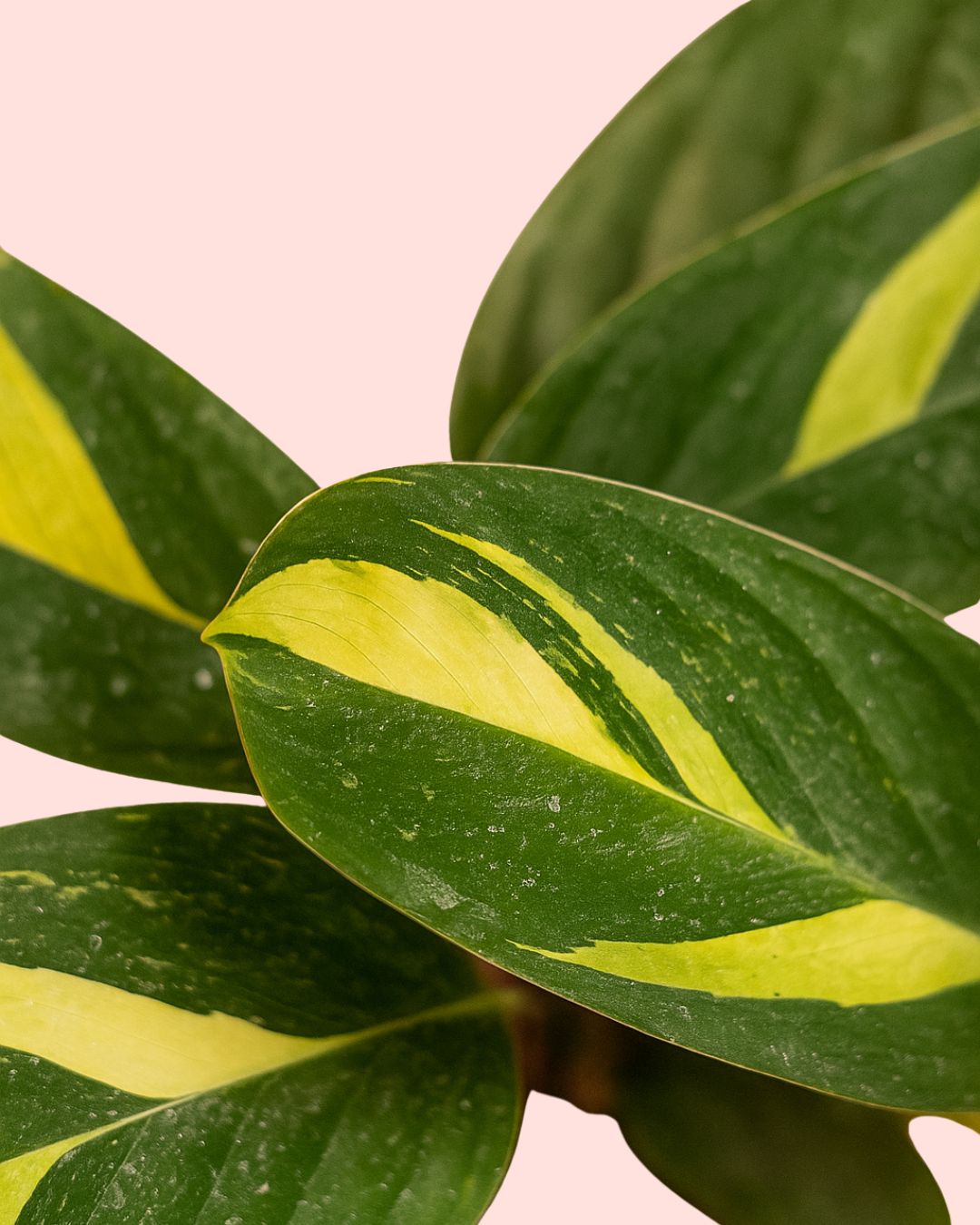 Ctenanthe Pilosa Golden Mosaic Mini - Pur Plant