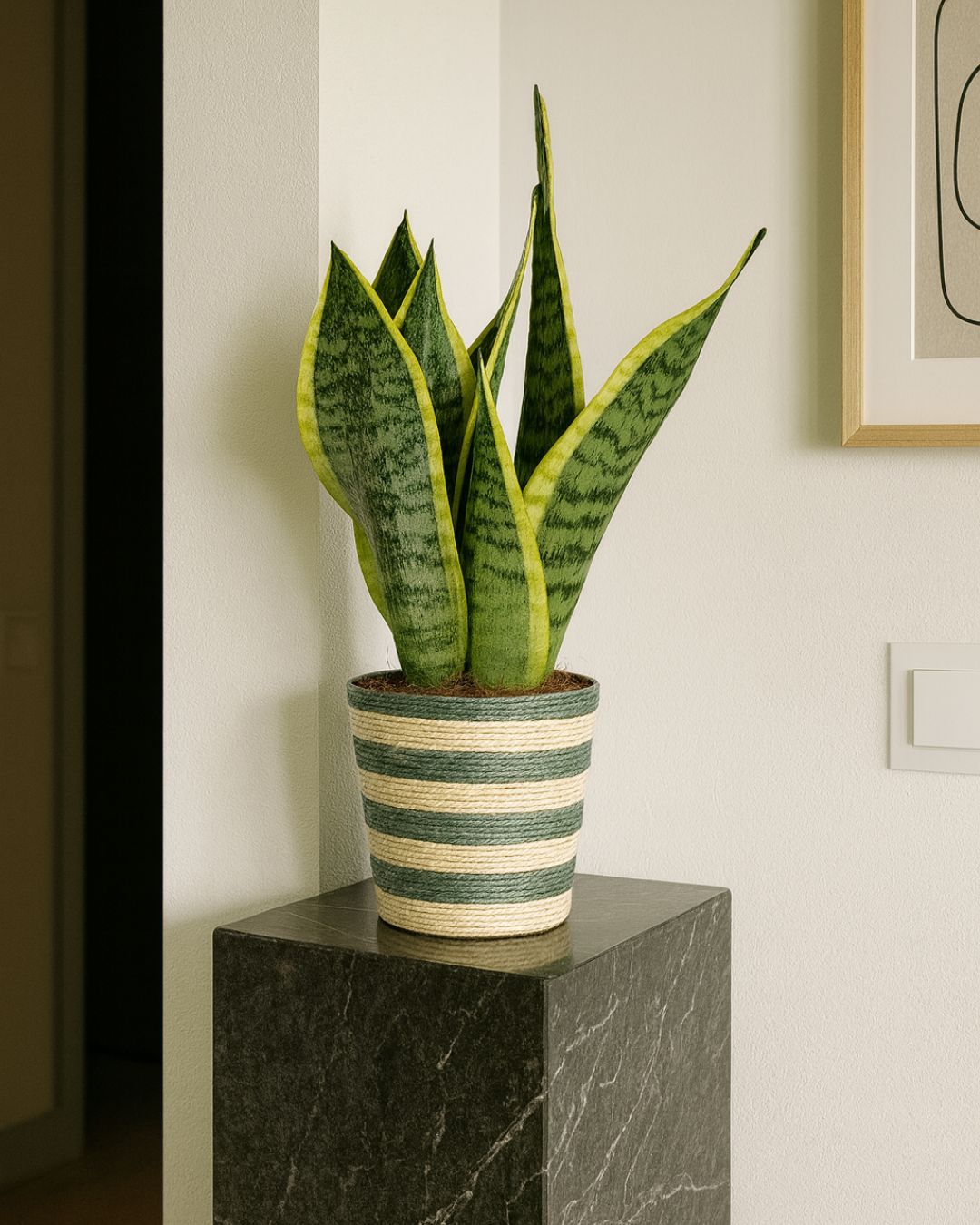 Cubremacetas Yute Verde 10 cm - Pur Plant