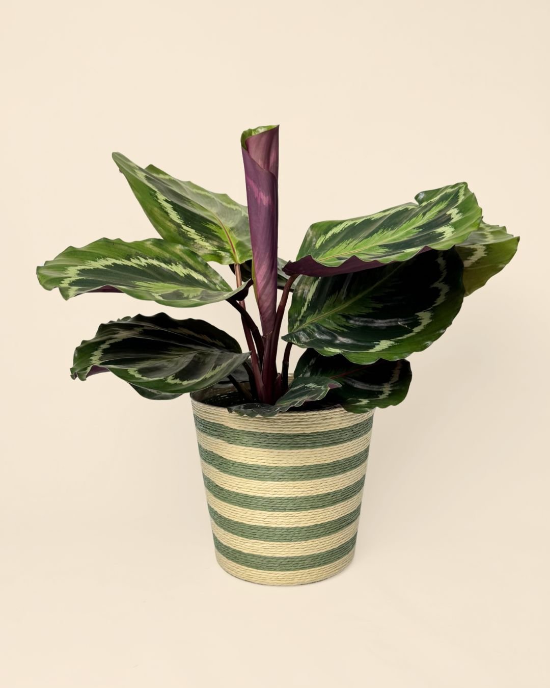 Cubremacetas Yute Verde 12 cm - Pur Plant