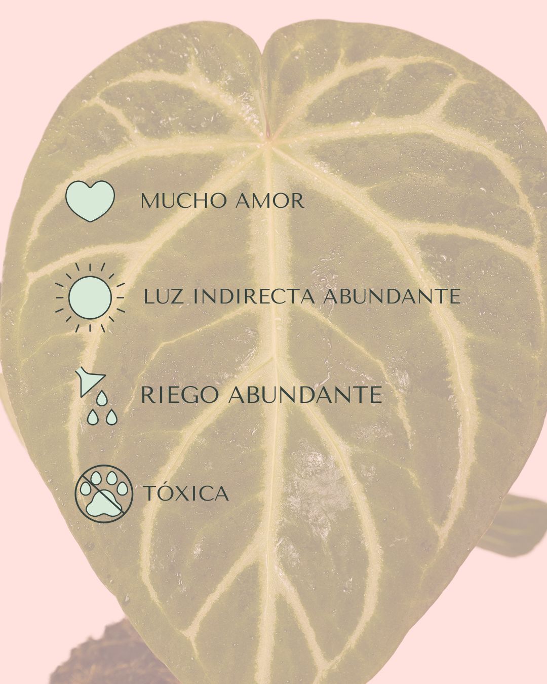 cuidados-Anthurium magnificum