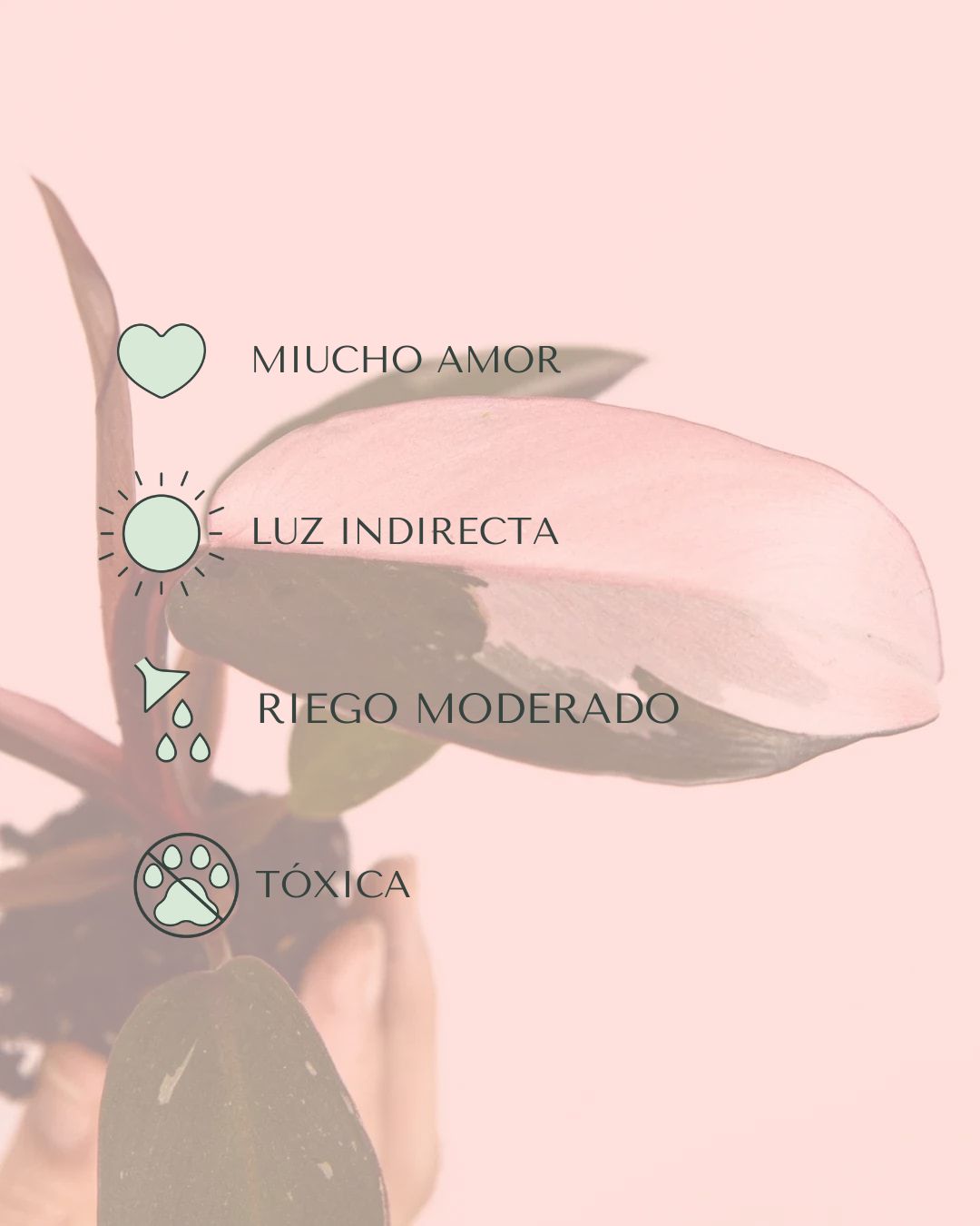 cuidados- Philodendron pink princess mini