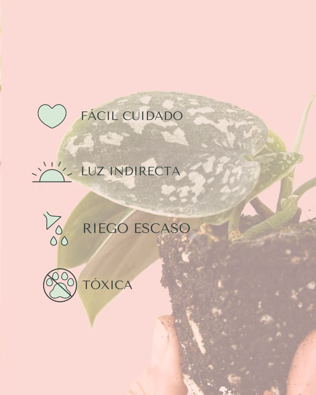 cuidados- Philodendron scindapsus mini