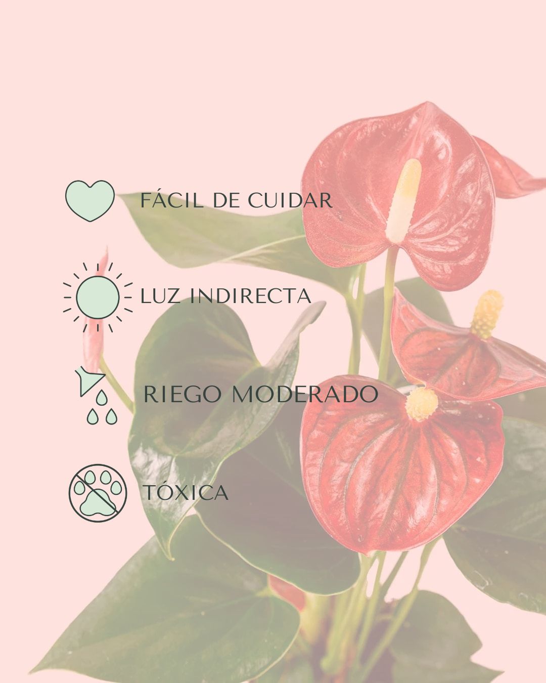 cuidados anthurium rojo