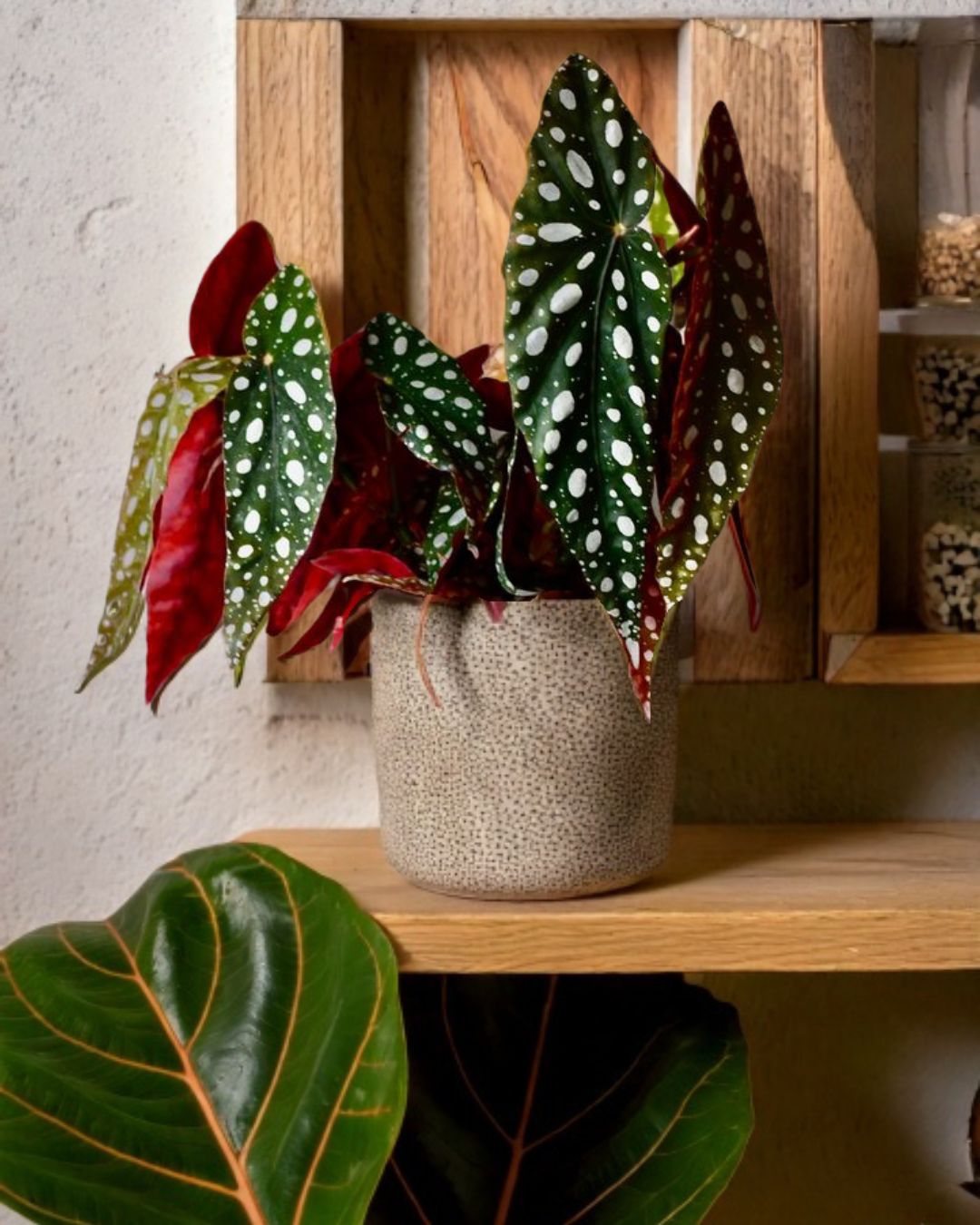 cuidados begonia maculata contexto