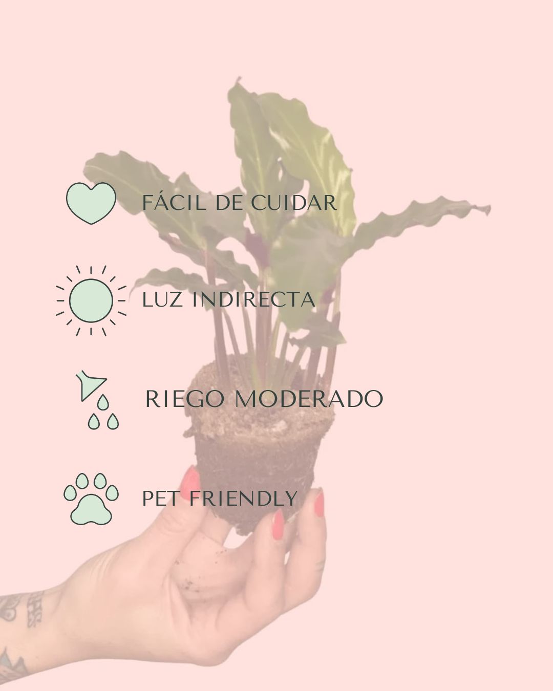 cuidados-calathea rufibarba